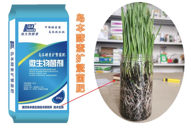 酵素农法结合生物有机肥 种出高产优质地瓜的实践指南